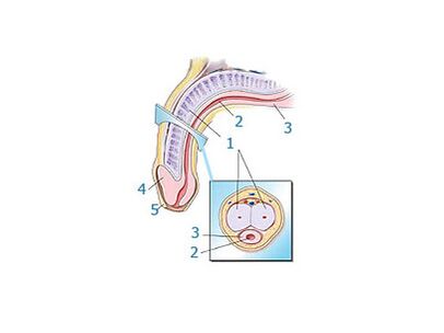 cấu trúc dương vật
