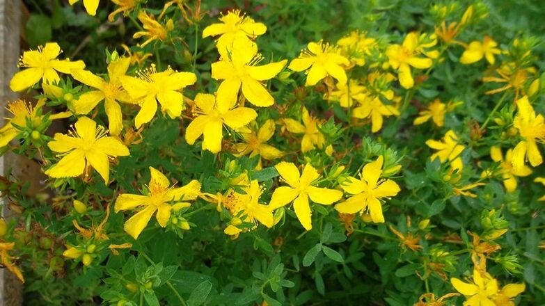 Những gì các loại thảo mộc làm tăng tiềm năng nam