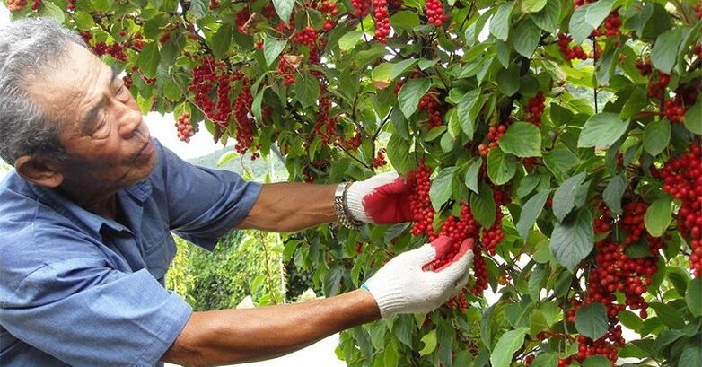 Nền Trung Quốc để tăng hiệu lực